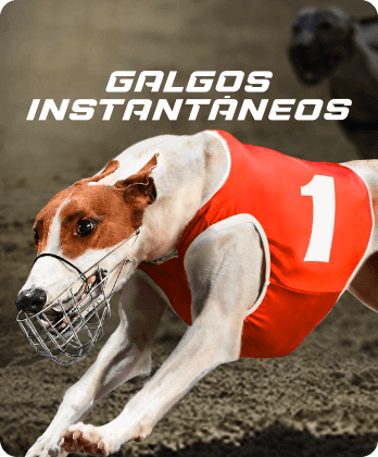 Instant Greyhounds